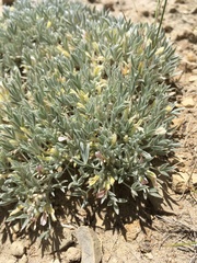Astragalus hyalinus