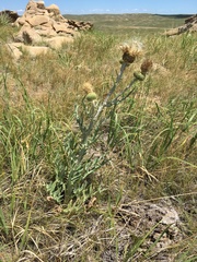 Cirsium canescens