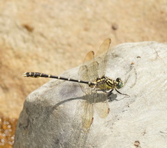 Hemigomphus