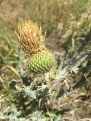 Cirsium canescens