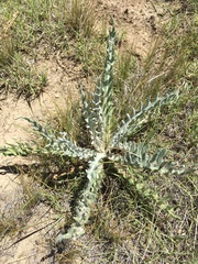 Cirsium canescens