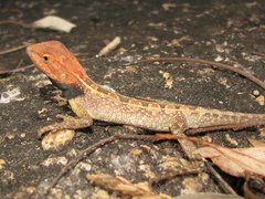 Diporiphora jugularis