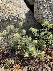 Castilleja nana