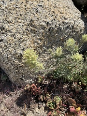 Castilleja nana