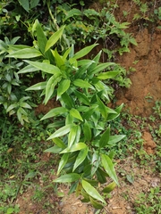 Sarcococca longipetiolata