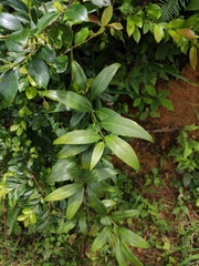 Sarcococca longipetiolata
