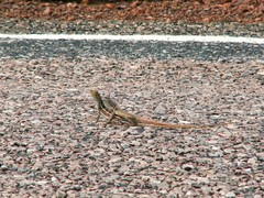 Lally's Two-Line Dragon photo 3