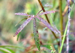 Hibiscus sabdariffa