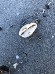 Notocypraea comptonii