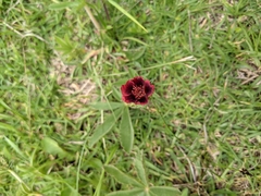 Potentilla thurberi