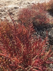 Tecticornia indica