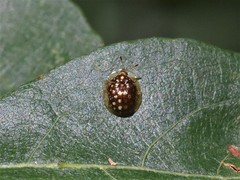 Charidotis auroguttata