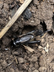 Gryllus lineaticeps