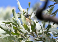 Conopophila albogularis