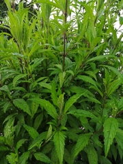 Lippia geminata