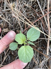 Physalis neomexicana