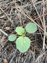 Physalis neomexicana