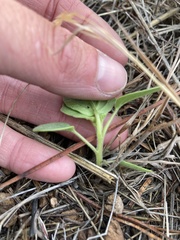 Physalis neomexicana