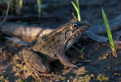 Leptodactylus macrosternum