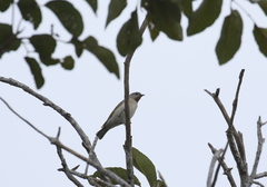 Conopophila rufogularis
