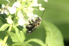 Melissodes bimaculatus