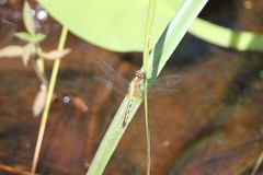 Erythrodiplax unimaculata
