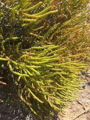 Tecticornia indica
