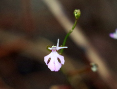 Stylidium schizanthum