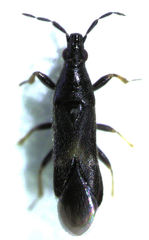 Maoricoris benefactor