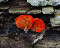 Crepidotus cinnabarinus