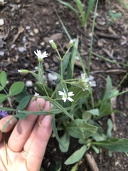 Pseudostellaria