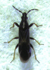 Maoricoris benefactor