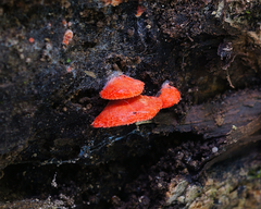 Crepidotus cinnabarinus
