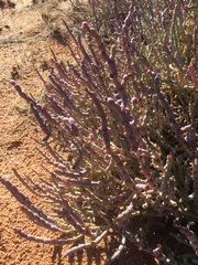 Tecticornia indica