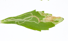 Phytomyza erigeronis