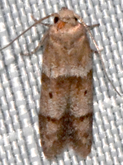 Blastobasis pulchella
