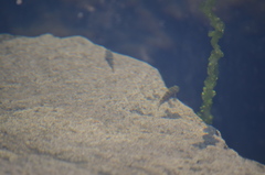 Oligocottus maculosus