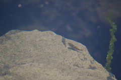 Oligocottus maculosus