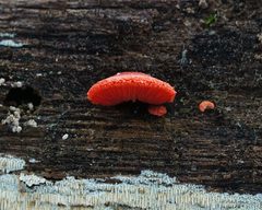 Crepidotus cinnabarinus