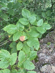 Toxicodendron radicans pubens