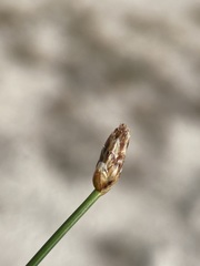 Eleocharis rostellata