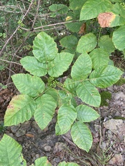 Toxicodendron radicans pubens