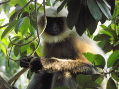 Semnopithecus hypoleucos