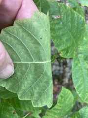 Toxicodendron radicans pubens