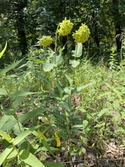 Asclepias meadii