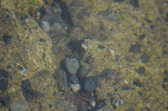 Oligocottus maculosus