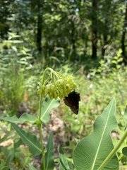 Asclepias meadii