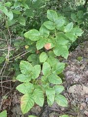 Toxicodendron radicans pubens