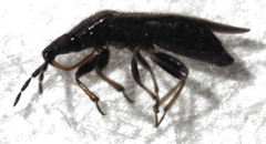Maoricoris benefactor