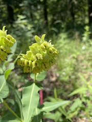 Asclepias meadii
